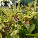 Dendrobium Rabbit Yellow